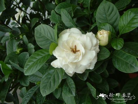 白蟬花種植|白蟾 Gardenia jasminoides var. fortuniana